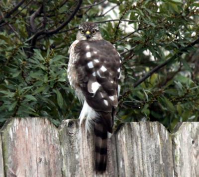Cooper's Hawk bird identification