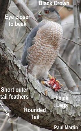 Coopers Hawk Identification field marks