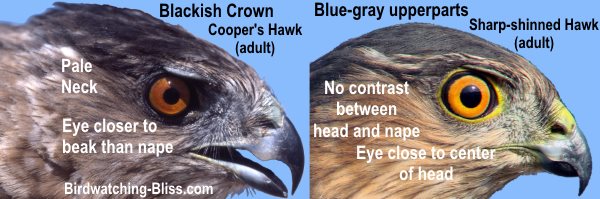 Cooper's Hawk vs Adult Sharp-shinned Hawk Head 
ID