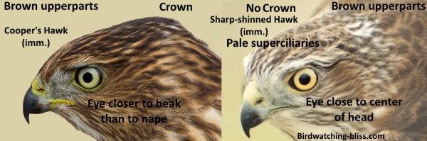 Juvenile Cooper's Hawk vs Juvenile Sharp-shinned Hawk Head ID