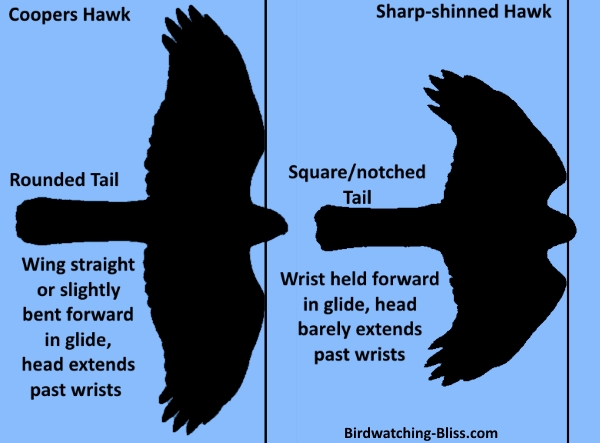 Cooper's Hawk vs Sharp-shinned Hawk Silhouette ID