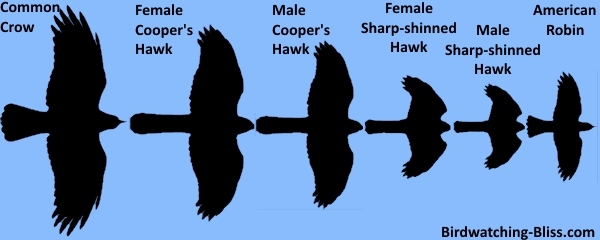 silhouette size comparison of sharp-shinned hawk, cooper's hawk and crow