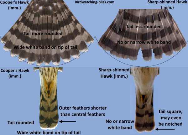 Cooper's Hawk vs Sharp-shinned Hawk Tail ID