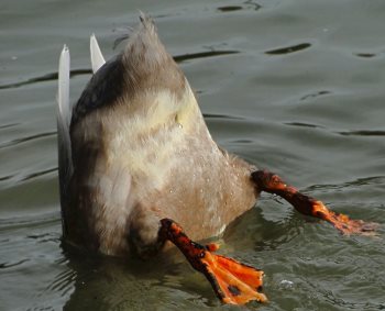 dabbling duck follow the code of bird watching ethics