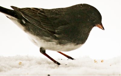 Adult Dark-eyed Junco slate colored variant ground feeding bird eating white millet