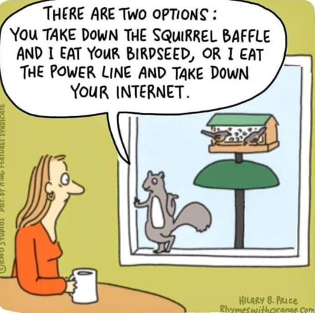 diy squirrel baffle for bird feeders