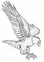 Eagle Free Bird Coloring Pages