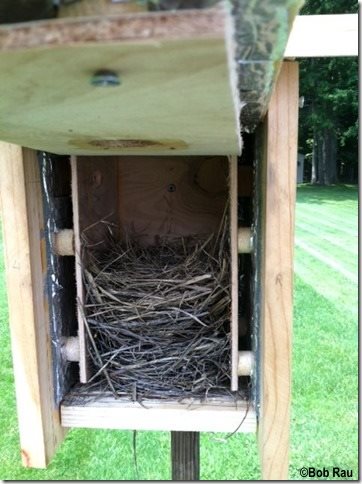 eastern bluebird house hot weather design with recently built nes