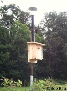 bluebird house plans design for hot weather