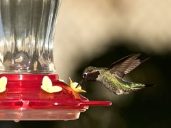 glass hummingbird feeder with perched Anna's Hummingbird