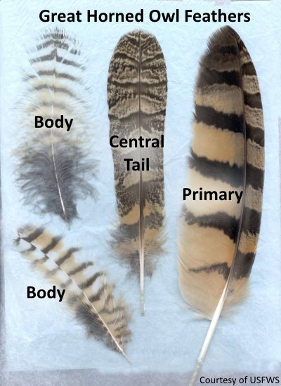 types of great horned owl feathers