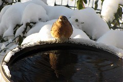 heated bird bath