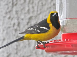 Hooded Oriole on nectar feeder
