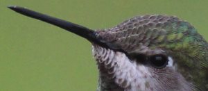 close up of hummingbird bill