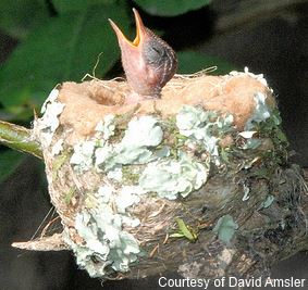 hummingbird nestling chick in a nest