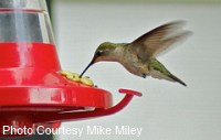 hummingbird nectar feeder