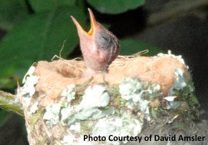 hummingbird chick in nest