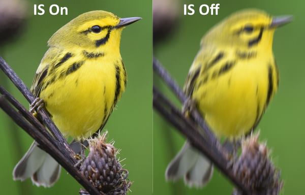 image stabilized binoculars for birding comparison turned on and off of a prairie warbler