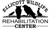 injured bird rehabilitation