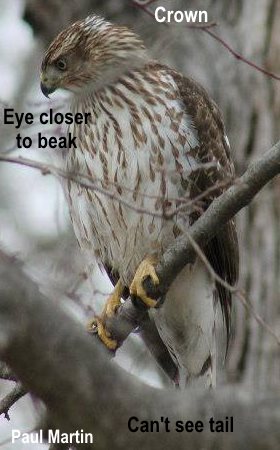 Immature or juvenile Coopers Hawk Identification field marks