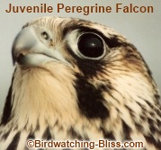 juvenile peregrine falcon