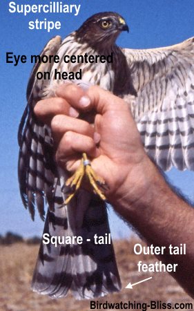 Sharp-shinned Hawk Identification field marks