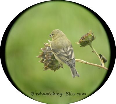 lesser goldfinch in winter plumage taken through spotting scope - digiscoping