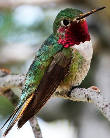 Male Broad-tailed hummingbird perched on limb.