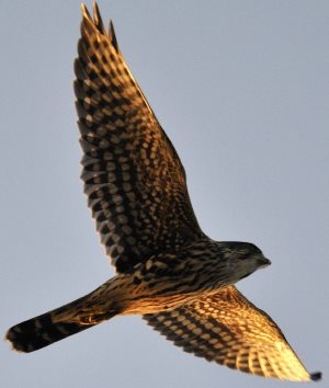 merlin falcon in flight