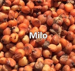 milo sorghum bird seed