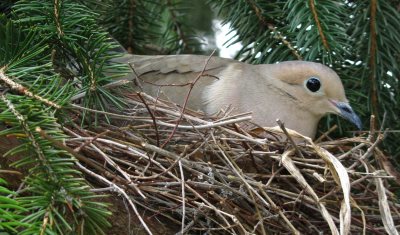 Mourning Dove nest. They do not use bird houses.