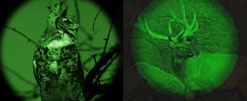 using night vision infrared binoculars to view elk