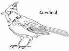 Northern Cardinal Printable Coloring Pages