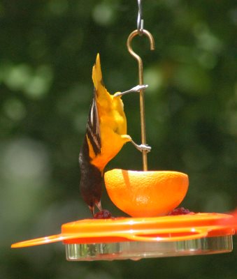 Oriole bird feeder with fruit, nectar, and jelly