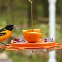 feeding birds fruit with an Oriole feeder