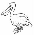 Penguin bird coloring page