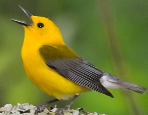 Prothonotary Warbler singing