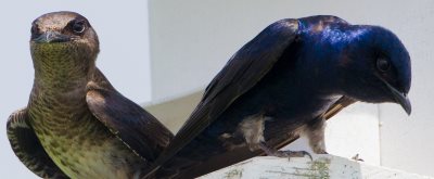 Purple Martin Bird House Plans