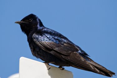 Purple Martin house plans