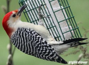 red-bellied woodpecker on suet feeder