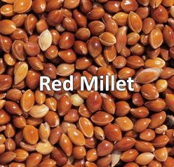 red millet bird seed