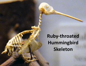 Ruby-throated Hummingbird Skeleton