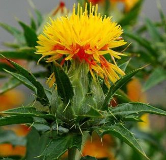 Safflower seed is great for birds