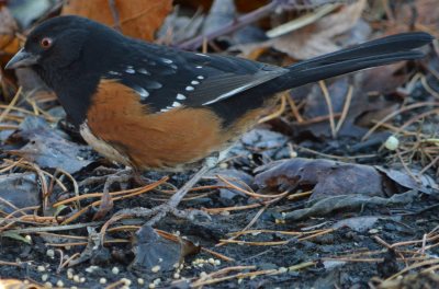 Spotted Towhee is a ground feeding bird that will eat white proso millet