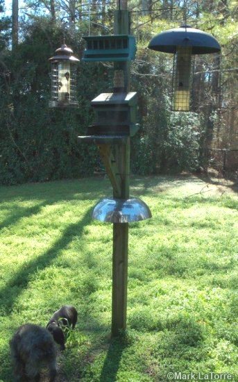 squirrel baffles for bird feeder