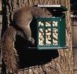squirrel eating from peanut feeder