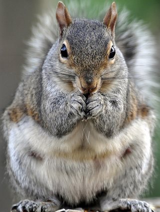 Our favorite squirrel feeders