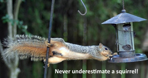 how to keep squirrels off of a bird feeder