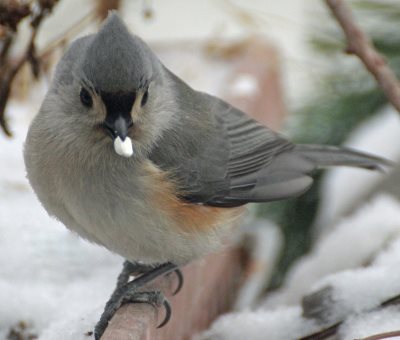 Tufted Titmouse eating safflower seed