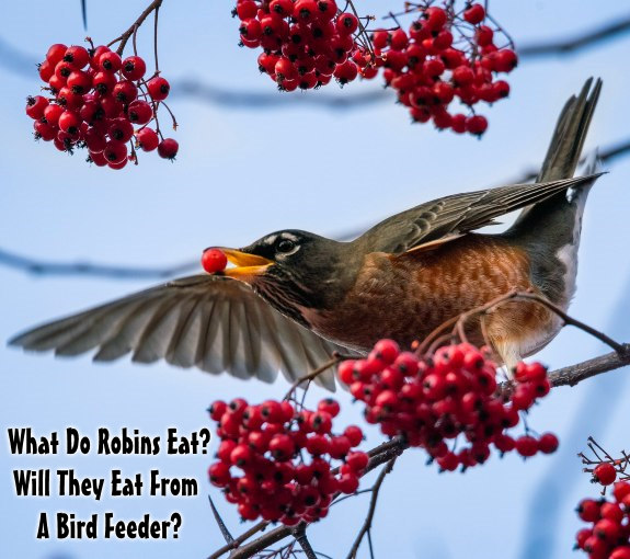 do robins eat from feeders what do they eat